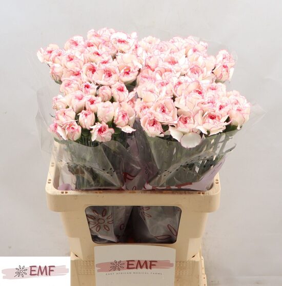 Neļķes PASTEL DAMASCU, cena par 10 gb.