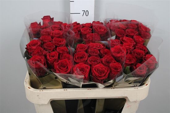 R GR RED NAOMI! 70 cm, cena par 1 gb 