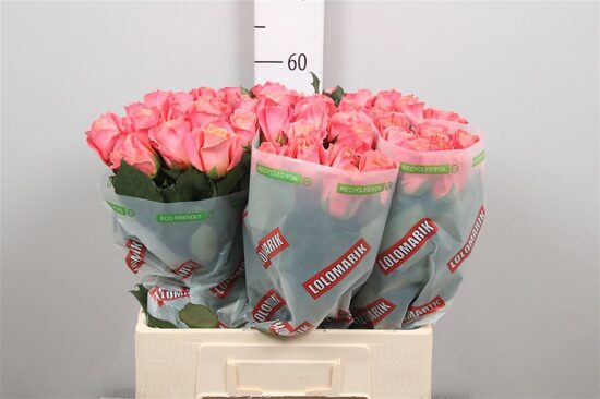 R GR MISS PIGGY+ ,60 cm,cena par 1 gb