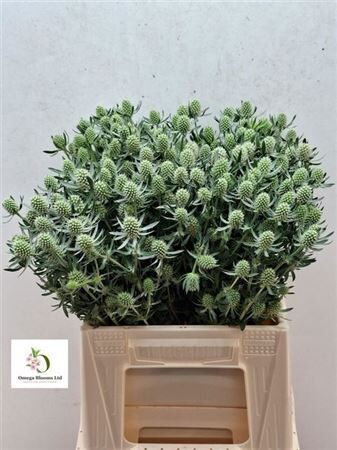 Sākot ar 15.04 Eryngum ,cena par 1 gb