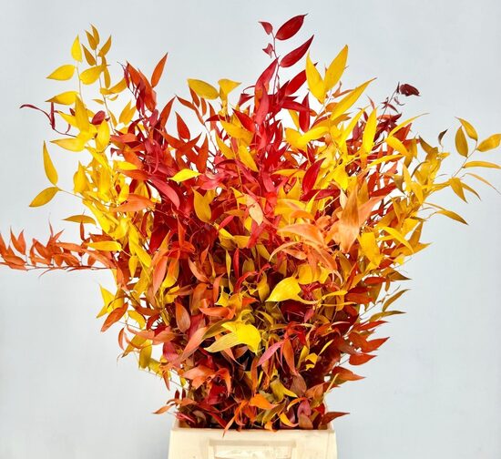 RUSCUS OV KLB H% Ruscus Preserved A