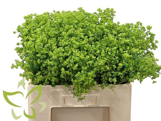 Sākot ar  15.04 Alchemia ,cena par 1 gb