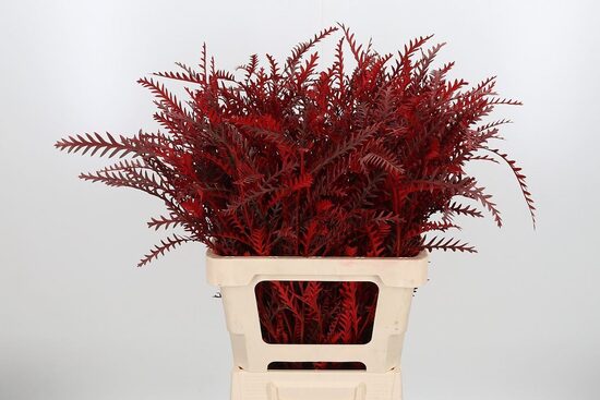 Grevilea Ivanhoe Kl Bh krasniy Grevilea Ivanhoe Kl Bh red,cena par 1 gb. zaru