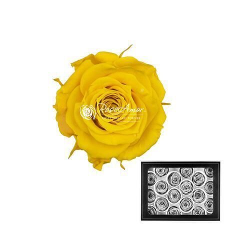 Komplekts 18 gb. R GR OV KLB H% Pres Xs Yel02