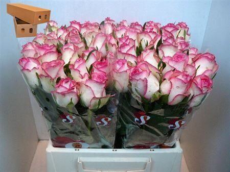 Roze Jumilia 40 cm, cena par 10 gb./paka