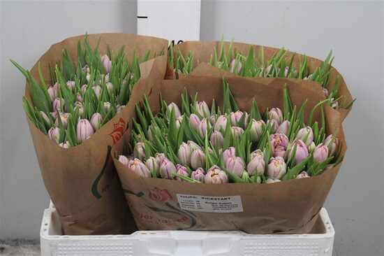 Tu Du Kickstart Tu Du Kickstart