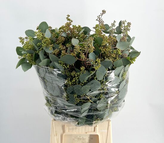 EUC OV list BS Euc. Populus , cena par 1 gb. buntes