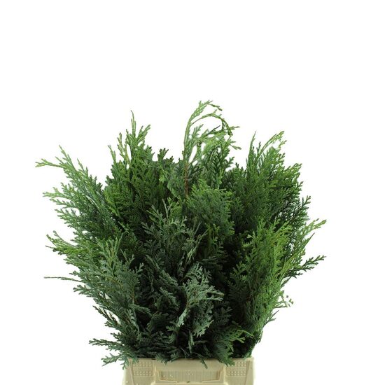 Conif. CINIY Conif. CINIY, bunte