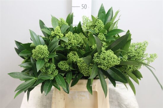 SKIM C KEW ZELeniy BS,cena par 1 gb bunti ( bildē ir 5 gb buntes)