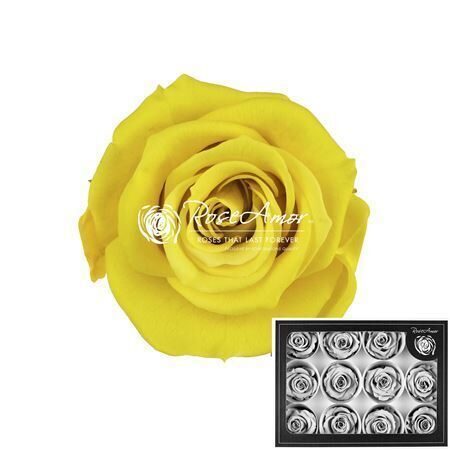 Kompl. 12 gb. R GR OV KLB H% Pres M Yel02