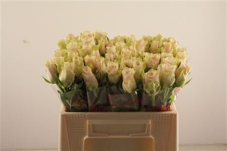 R Gr roz Athena 40 cm, cena par 1 gb