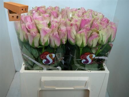 R Gr Belle rozoviy 40 cm, cena par 1 gb.