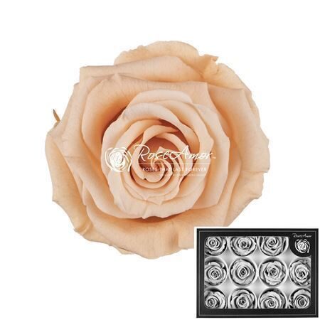 Kompl. 12. gb R GR OV KLB H% Pres M Pea01