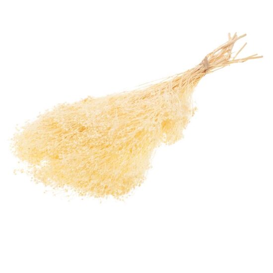 Broom bloom bunch preserved bleached 