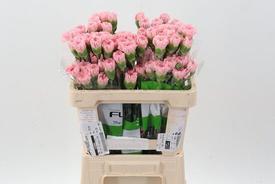 DI ST JODIE,cena par 1 gb