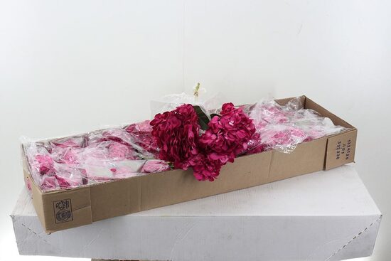 Hortenzija aveņu, cena par 1 gb.