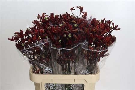 Sākot ar  15.04 Arnigoz,cena par 1 gb