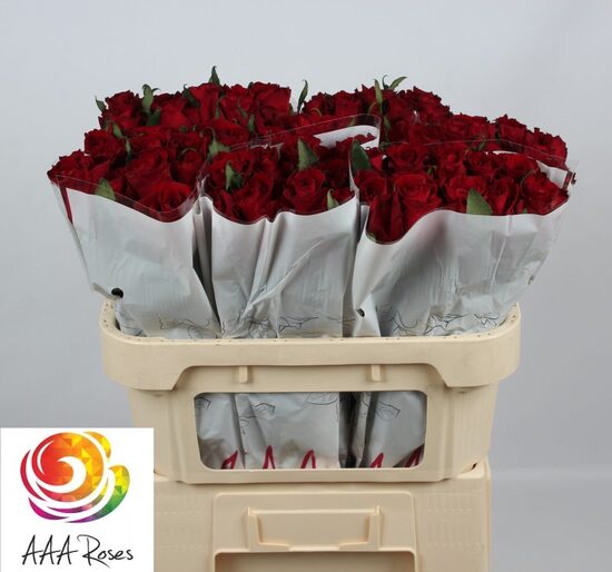 70 cm R Gr Ever Red