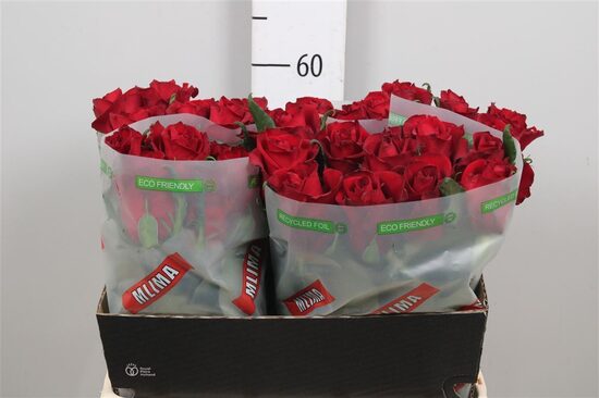 R GR EVER RED 60 cm,cena par 1 gb