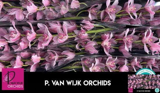 Sākot ar  15.04 Kimbidija,cena par 1 gb