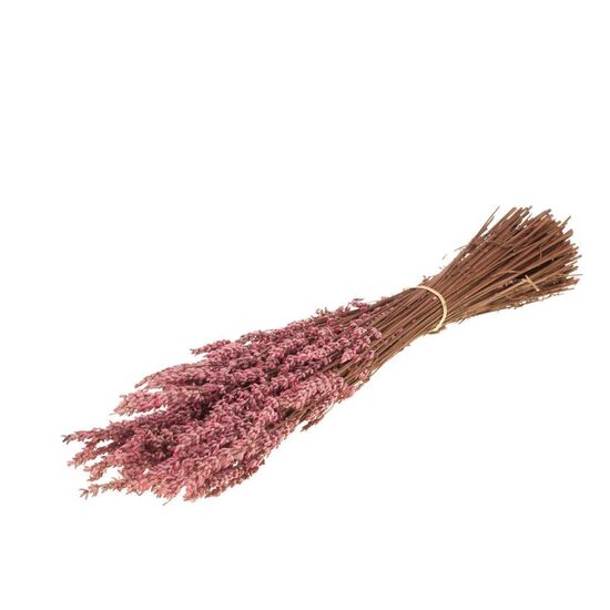 Lavender Preserved roz Lavender Preser