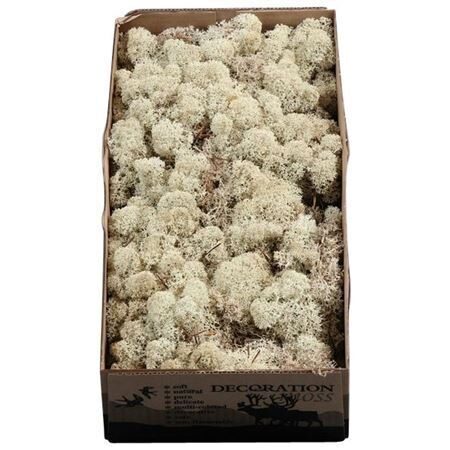 MOSSEN OV H% Ijslandmos (reindeer)