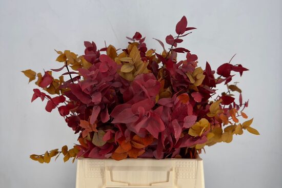 EUC OV list BS Euc. Stuart Preserved Autumn