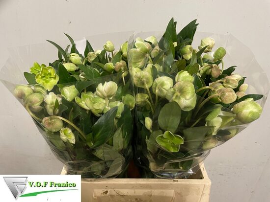 Sākot ar  15.04 Sniega roze ,cena par 1 gb