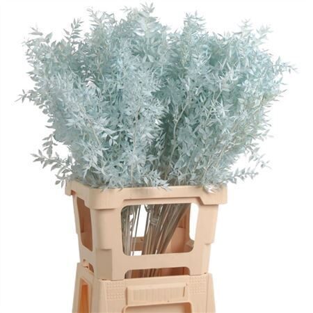 Ruscus baby blue, 1 zars. 