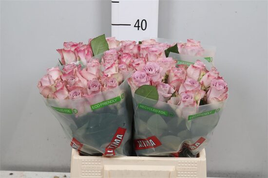 Sākot ar  15.04 R GR MEMORY LANE! 40 cm,cena par 1 gb