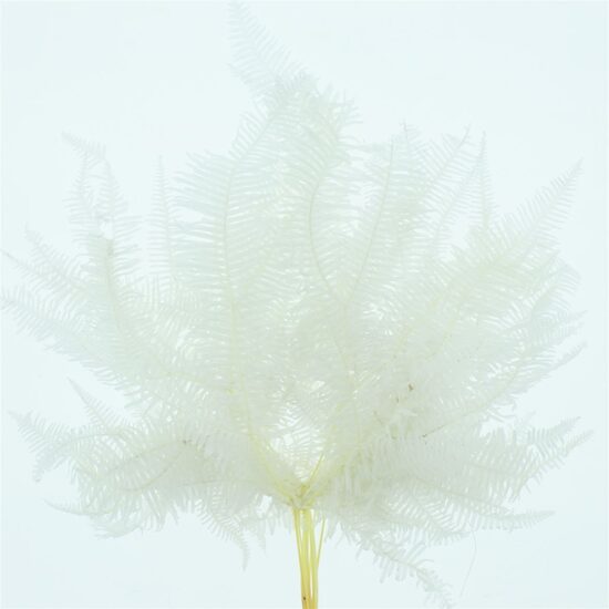  DROOGBL BEWERKT H% 39 big feather