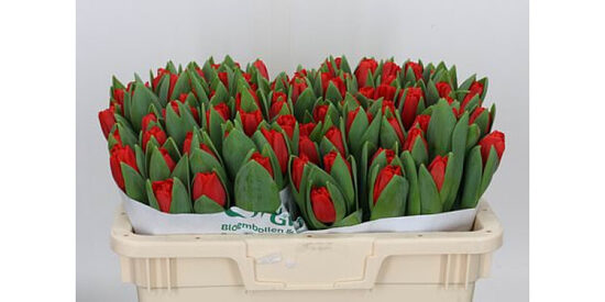 TU EN ESCAPE TU EN ESCAPE