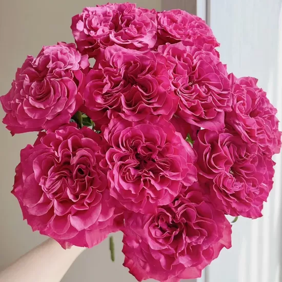 R GR COUNTRY BLUES,60 cm,cena par 1 gb