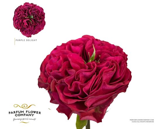 Roze, purple delight,cena par 1 gb.