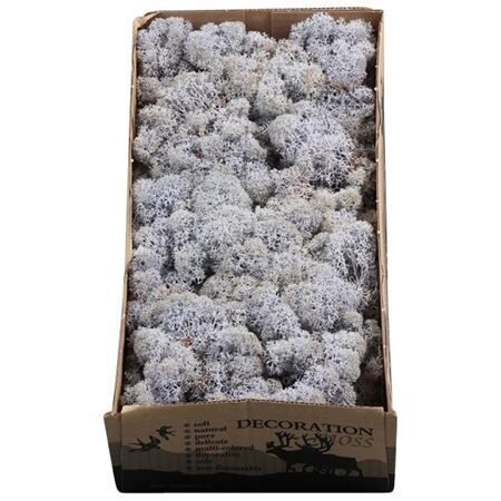 MOSSEN OV H% Ijslandmos (reindeer) blush vio