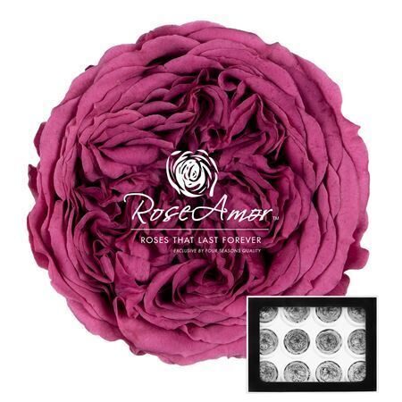 Kompl.12 gb. R GR OV KLB H% Pres Amelia Vio02