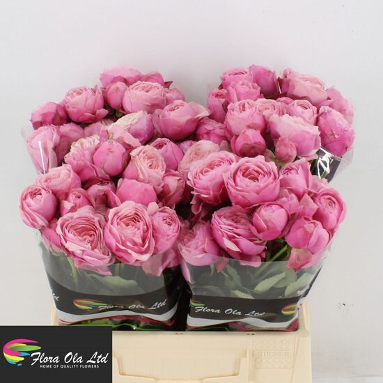 Sākot ar  15.04 Silve pink 40 cm,cena par 1 gb