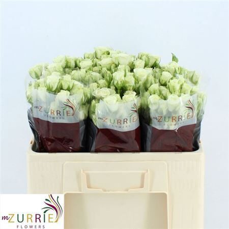 Sākot ar  15.04Snowflake 50 cm,cena par 1 gb