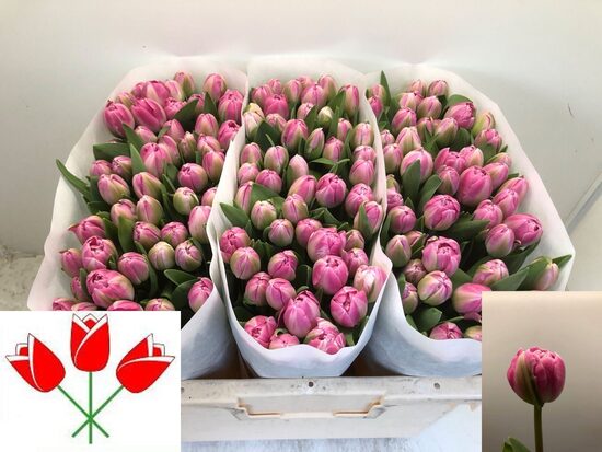 Sākot ar  15.04 Tulpes,cena par 1 gb