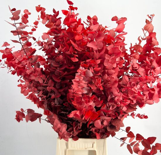 EUC OV list BS Euc. Stuart Preserved Red