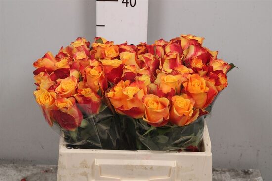 R GR TAMARA	A1 35 cm, cena par 1 gb