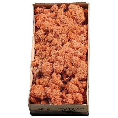 MOSSEN OV H% Ijslandmos (reindeer) or