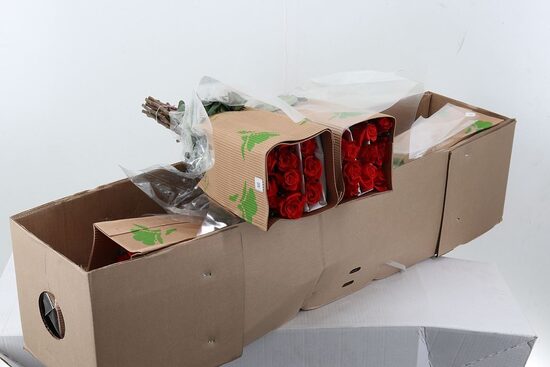 R GR Ekvadora red  50 cm,cena par 1 gb