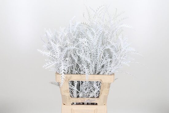 Grevilea Ivanhoe Kl Bh beliy Grevilea Ivanhoe Kl Bh beliy,cena par 1 gb.zaru