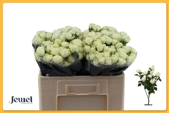 R TR MILKY WAY 50 cm, cena par 1 gb