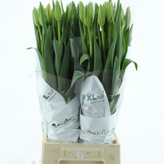 TU EN OUVEZE 103 60 cm milzīgas