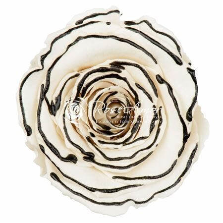 kompl 6 gb. R GR OV KLB H% Pres L Bicz