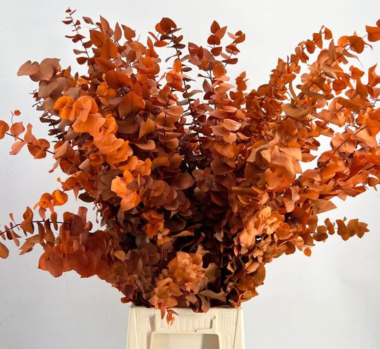 EUC OV list BS Euc. Stuart Preserved orange