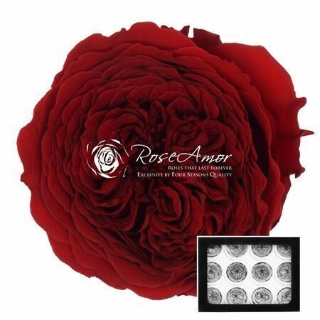 Kompl. 12 gb. R GR OV KLB H% Pres Amelia Red01