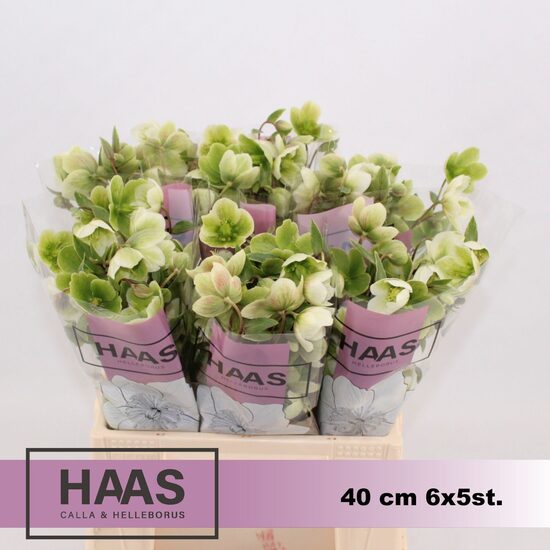 HELL MAGNIFIC BELLS,cena par 1 gb